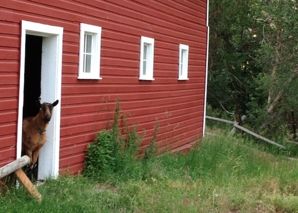 Hannah Jaicks_Arrivals NACCB 2014_Goats in the Barn