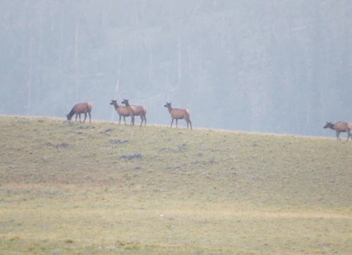 Hannah Jaicks_Country Roads_Elk In The Mist