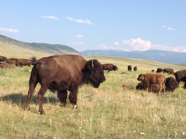 Hannah Jaicks_Flying D Black Bear Dens Howling Wolves and Me_Bison