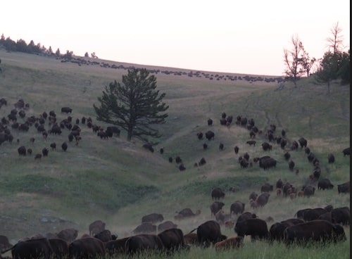 Hannah Jaicks_Research Outdoor Adventures and Yellowstone_Bison Sunset