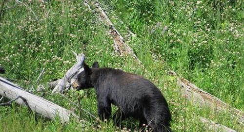 Hannah Jaicks_Research Outdoor Adventures and Yellowstone_Black Bear