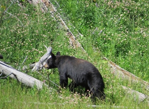 Hannah Jaicks_Research Outdoor Adventures and Yellowstone_Black Bear