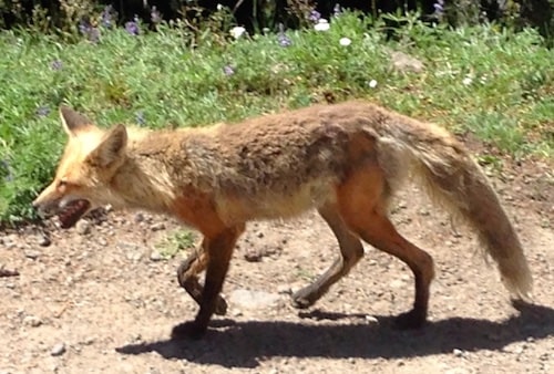 Hannah Jaicks_Research Outdoor Adventures and Yellowstone_Coyote