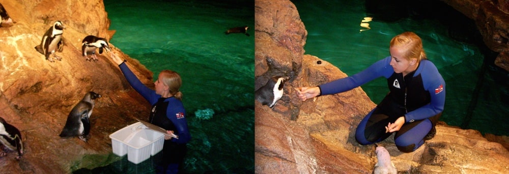 hannah jaicks animal archive neaq penguins