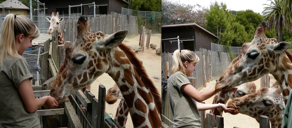 hannah jaicks animal archive oakland zoo animals